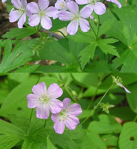 Wild geranium Geranium maculatum